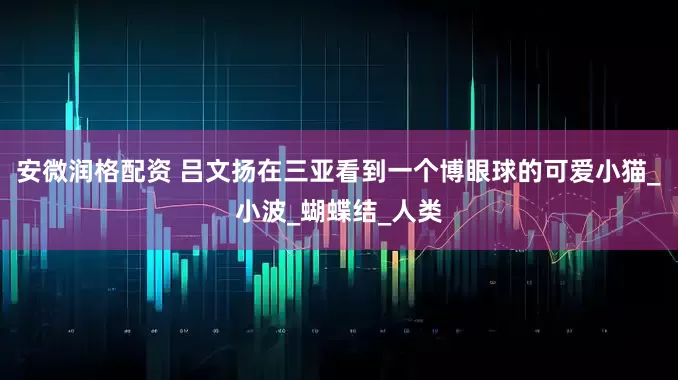 安微润格配资 吕文扬在三亚看到一个博眼球的可爱小猫_小波_蝴蝶结_人类
